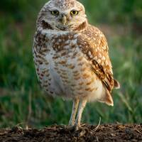 Burrowing Owl - Colorado - Digital Download for Prints
