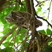 We are watching you! Title of these Screech Owl parents are watching over their young Screech Owl ba