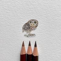 Little Owl (Athene noctua), original painting, tiny art