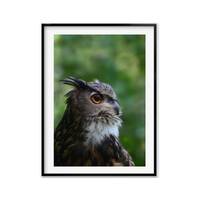 European Eagle Owl Birder Gift, Owl Wall Art Photography Print, Birds of Prey, Nursery Wildlife, Owl