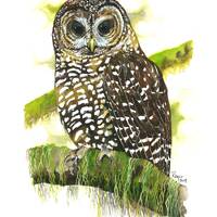 Northern Spotted Owl / Bird Watercolor Art / Limited Edition Double-matted GICLEE PRINT