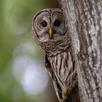 Barred Owl Photo, Metal, Canvas or Acrylic Print Harry Collins Photography Wall Art - Hanging Wall A