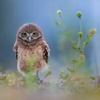 Burrowing Owl, Bird Photography, Baby Bird, Florida Photography, Nature Photo, Owl Wall Art, Wildlif