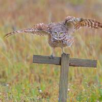 Burrowing Owl Print, Owl Metal Art, Cute Owl, Cape Coral Florida, Fine Art Print, "Burrowing Ow