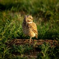 Burrowing Owl - Colorado - Digital Download for Prints