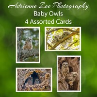 Baby Owl Photo Cards: Wildlife Art Card Set - Canadian Gift