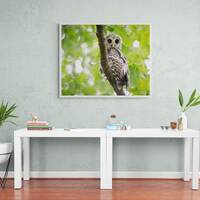 Barred Owl Print Art Photograph Fledgling Portrait Photograph Photo Gift Fine Art Wall Giclee Metal
