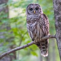 Barred Owl