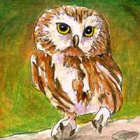 Owls, Wildlife art, Print of Original Drawing, Bird Art, Title- Saw Whet Owl