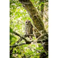 Print • Owlet, Nature Photography, Woodland Barred Owl