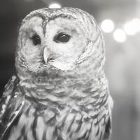 Owl White Gray Grey Nature Woodlands Barred Owl Forest Soft Dreamy Softly Focused Rustic Nursery, Fi