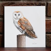 Barn Owl - Original Coloured Pencil Drawing - 7.5 x 7.5 inches
