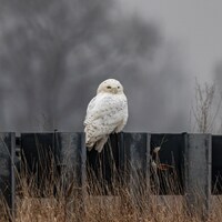 Snowy Owl ~ Michigan Photography