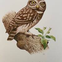 LITTLE OWL bird print. Antique and vintage ornithology and biology lithograph. Wildlife illustration