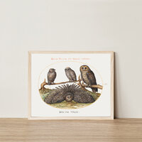 Digital Download Vintage Art Owls Antique Scientific Bird Illustration Farmhouse Fall Halloween Scan