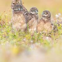 Burrowing Owl Family, Bird Photography, Florida Birds, Owl Print, Nature Photo, Wildlife Photography