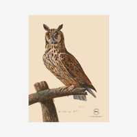 Long Eared Owl Fine Art Print - Giclée Printed On 310gsm Hahnemühle German Etching Fine 