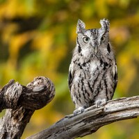 Screech Owl in Fall Colors
