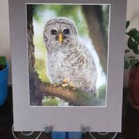 Barred Owl Fledge in a Tree