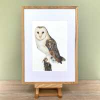 Barn Owl Giclée Art Print: Wildlife/Bird of Prey Art by Sophie Nash