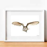 Barn Owl Drawing | Colored Pencil Artwork | Hand Drawn | Wildlife Art |