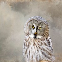 Barred Owl Photo, Owl Gift, Owl Art Print, Owl Wall Decor, Nature Photo Print, Wildlife Photo, Bird 