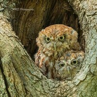 Eastern Red Morph Screech Owls