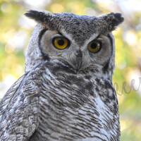horned owl image