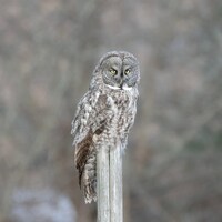 Great Grey Owl