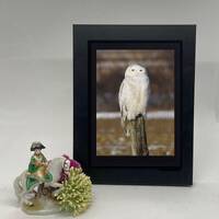 Snowy Owl: /Bird Photo, Snowy Owl print, Owl Prints, Framed Owl Photo, Gift for Bird lovers, Framed 