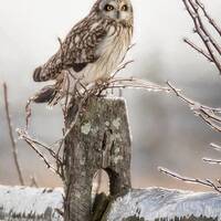 Short Eared Owl on stump.