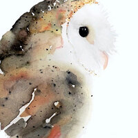 Barn Owl Watercolor - Watercolor Print, Watercolor Owl, Owl Print, Barn Owl Art, Barn Owl Watercolor