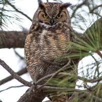 Great Horned Owl Photography Print, Wildlife Metal Print, Owl Wall Art, Wildlife Wall Art