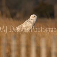 Snowy Owl photo | matted 5x7 print ready to frame in 8x10