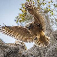 First flight of an owl