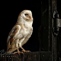 Barn Owl... Print, Canvas or Wall Acrylic...
