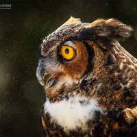 Great Horned Owl Print, Great Horned Owl, Owl Photo, Owl Art, Bird Photography, Wall Art, Home Decor