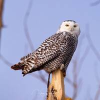 Snowy Owl Photography Print, Arctic Animal Photo