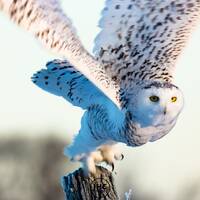 Owl Wall Art, Owl Decor, White Owl, Snowy Owl, Owl Art, Flying Owl, Owl Wall Art, Owl Lover Gift, Bi
