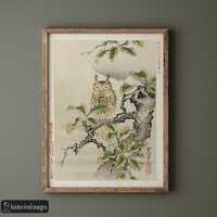 Owl on branch by Kano Tsunenobu, 1893. Fine art print reproduction. Matte poster
