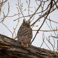 Great Horned Owl ~ Nature Photography Print ~ Fine Art Decor ~ Colorado