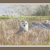 Snowy Owl Watercolor Art Print: Home Decor, Owls