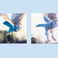 Owl Wall Art, Owl Art, Bird Photography, Set of 2, Owl Gift, Gift for Her, Gift for Him, Home D&eacu