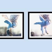 Owl Print, Owl Art, Bird Photography, Set of 2, Owl Gift, Gift for Her, Gift for Him, Home Dé