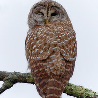 Barred Owl Winking, Sterling, Connecticut