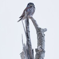Northern Hawk Owl perched on a snag, Sax-Zim Bog, Minnesota