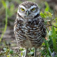 Owl /  Burrowing Owl / Standing / Florida / Fine Art / Digital Download