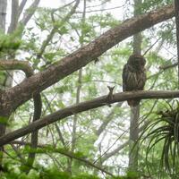 Wildlife Barred Owl (Strix varia georgica) on a Misty Morning in the Fakahatchee Strand, Florida Pho