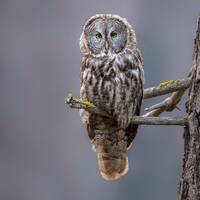 Great Gray Owl - Digital Download for Artists