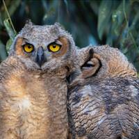 Cuddling Owls